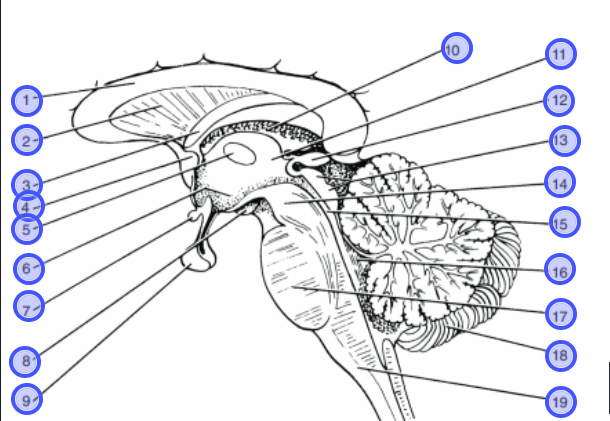 <p>Label the parts of the brain stem and diencephalon on the figure below.</p><p></p>
