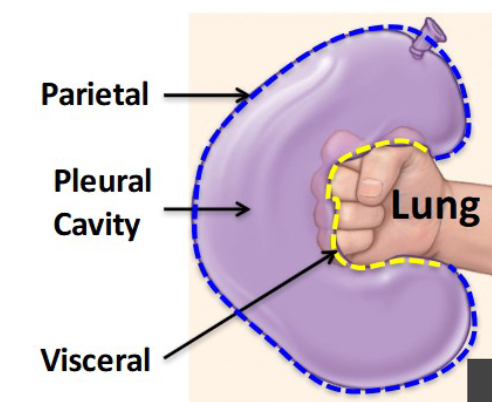 <p><span>Pleura are 2-layered sacs surrounding the lungs </span><br><br><span>- visceral = next to lung </span><br><span>- Parietal = next to thoracic wall </span><br><br><span><strong>think of a pleural cavity as punching a balloon that isn’t very blown up </strong></span><br><br><span>*fist = lung</span><br><span>hilum = wrist </span><br><span>pulmonary ligament = below wrist</span></p>