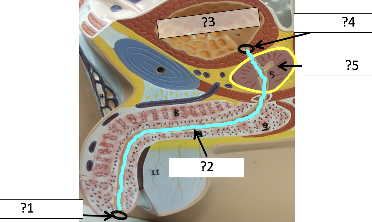 <p>3 Name the organ?</p>