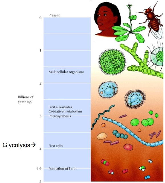 <p>~3.9 billion years old, just after the first cells</p>
