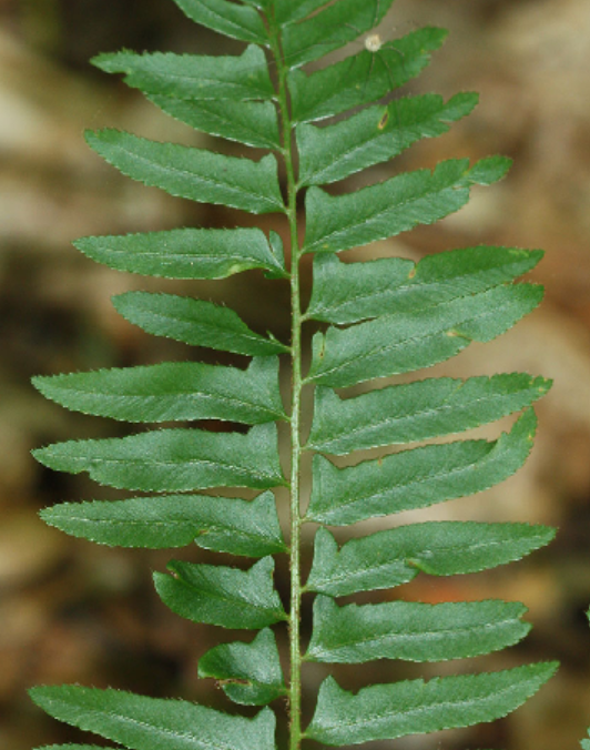 <p>Dryopteridaceae</p>