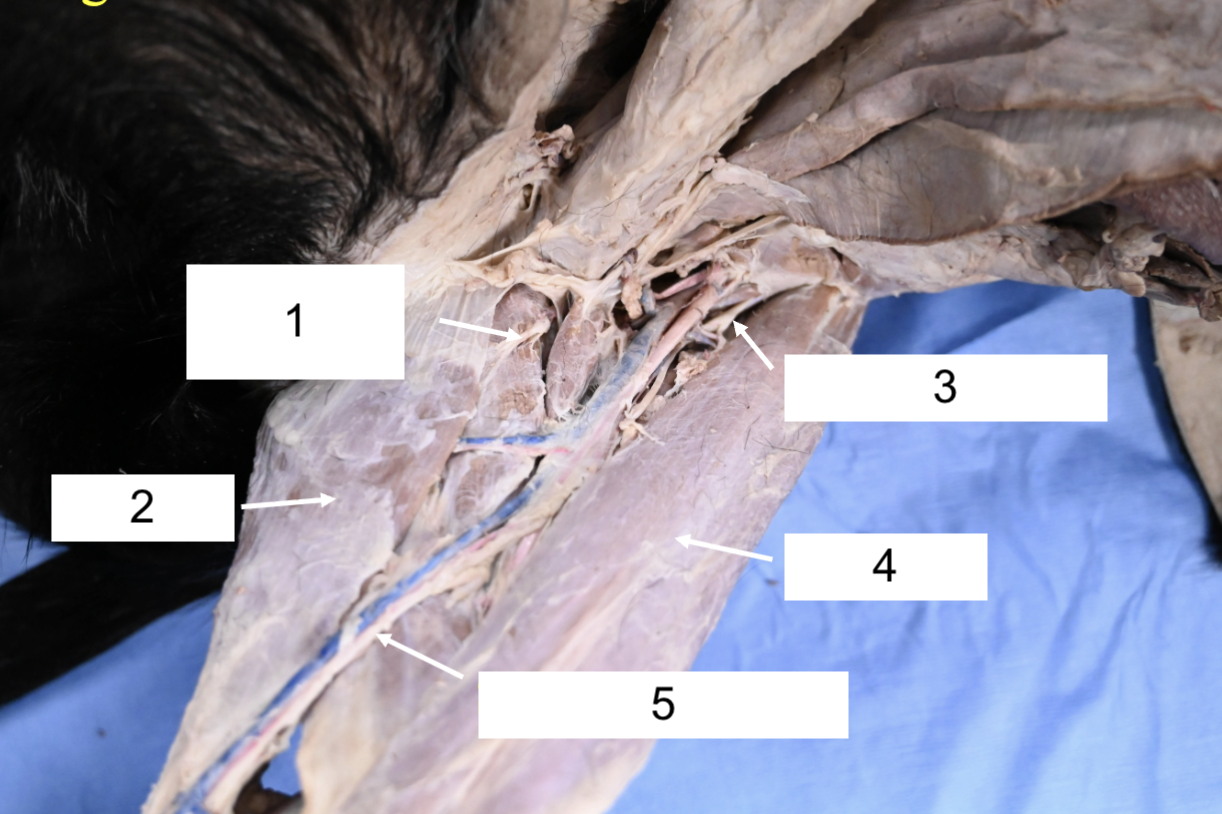 <p>What nerve is 5?</p>