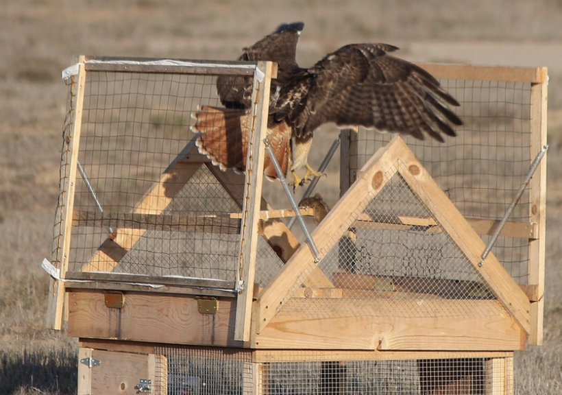 <p>What is the name of this trap?</p>