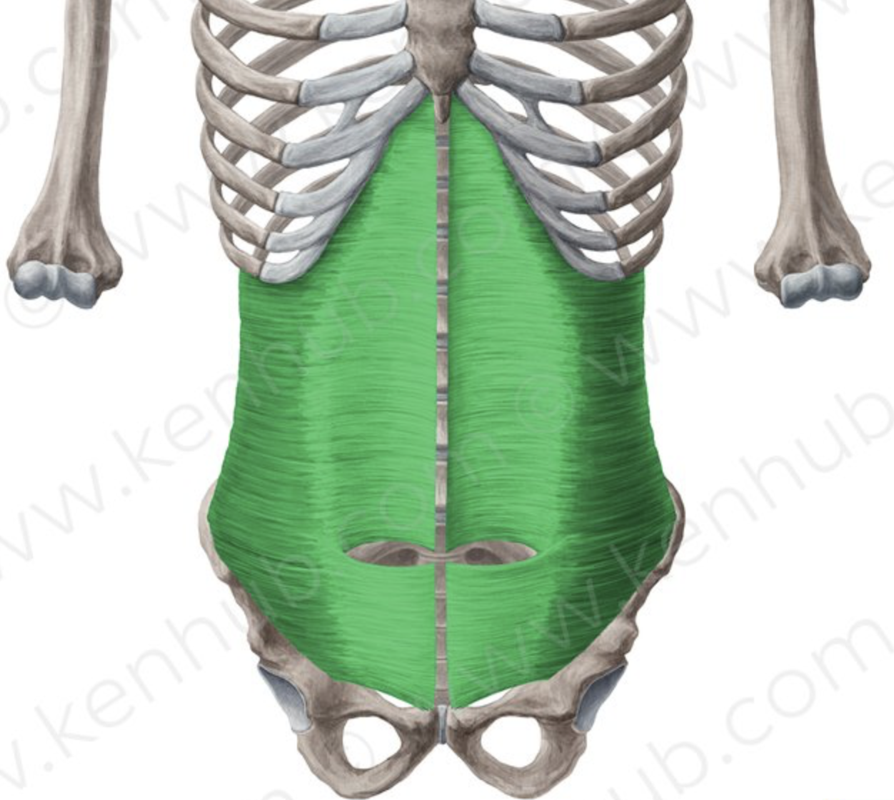 <p>What structure is depicted in green</p>