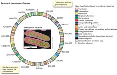 <p>Haemophilus influenzae in 1995.</p>