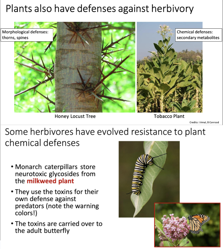 <ul><li><p>Have both morphological and chemical defenses against herbivory</p><ul><li><p>Morphological: thorns and spines</p></li><li><p>Chemical: secondary metabolites (toxic)</p></li></ul></li><li><p>Some herbivores have evolved resistance</p><ul><li><p>Ex: Monarch caterpillars storing neurotoxic glycosides from the milkweed plant</p><ul><li><p>They use them for their own defenses against predators and this defense even carries over to their adult version (butterfly)</p></li><li><p>A blue jay eating a monarch butterfly (or a butterfly that mimics the monarch) and vomits due to it containing toxic alkaloids (harmful substance) from the milkweed plant</p></li></ul></li></ul></li></ul><p></p>