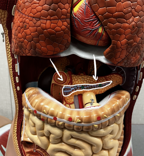 <p>Identify structure</p>