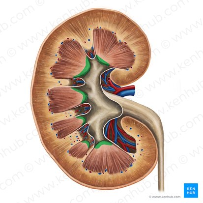 <p>The apex (pointed tips) of renal pyramids inside the kidney. It functions as the final exit point for urine, filtering fluid from the pyramid's collecting ducts into the minor calyx.</p>
