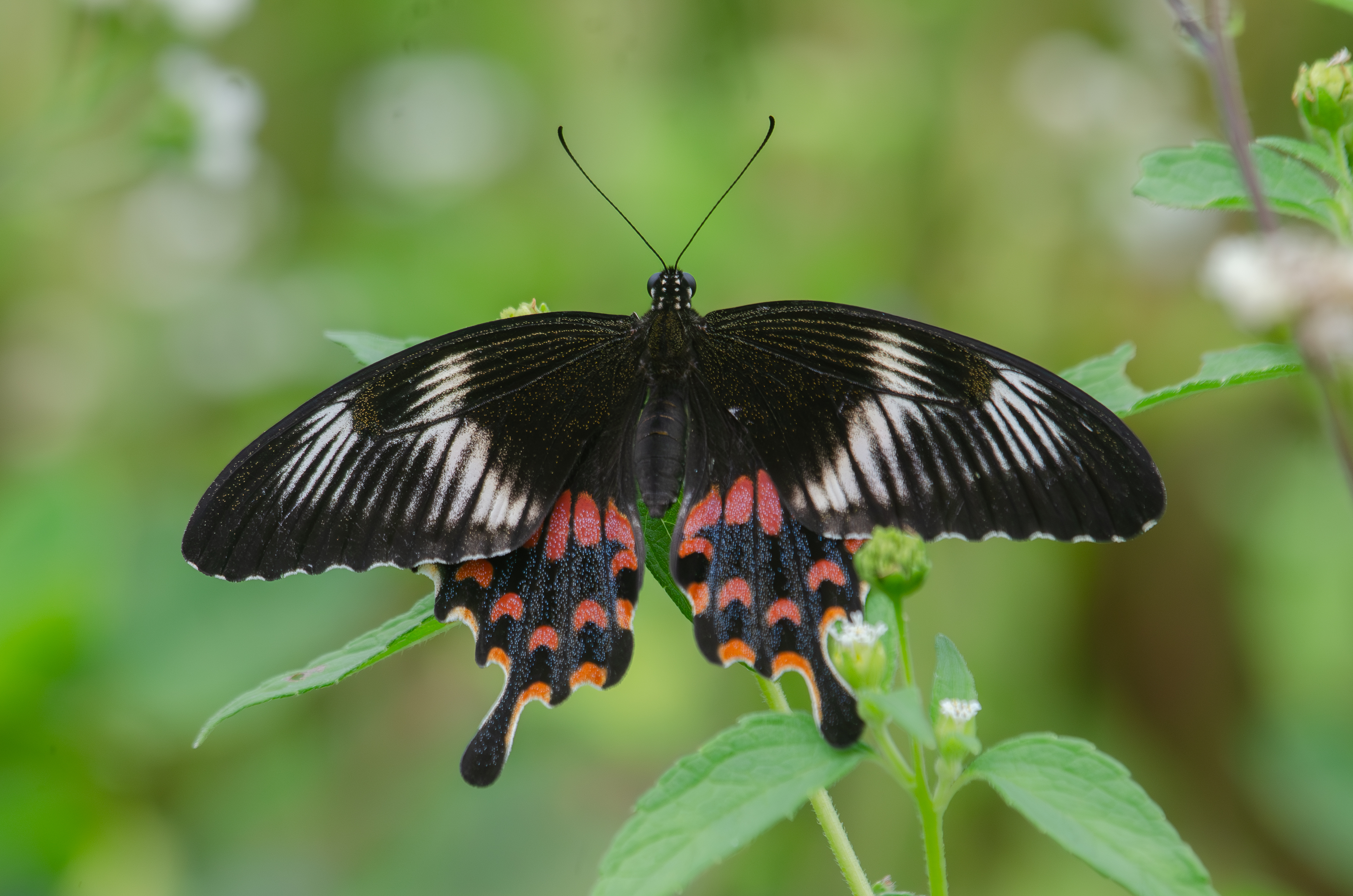 <p>what are the two pairs of insect wings called?</p>
