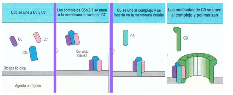 <p><strong>FORMACIÓN DE LA C5 CONVERTASA</strong></p><ul><li><p>Una vez que cualquiera de las 3 rutas ha generado C3 convertasa, esta enzima puede evolucionar y convertirse en C5 convertasa</p></li><li><p>Su función principal es cortar la proteína C5 en 2 fragmentos (a y b)</p></li></ul><p><strong>INICIO DEL COMPLEJO DE ATAQUE A LA MEMBRANA (MAC)</strong></p><ul><li><p>El fragmento C5b inicia una nueva fase del complemento</p></li><li><p><strong>Secuencia de unión:</strong></p><ul><li><p>C5b se une a C6</p></li><li><p>Luego se une a C7</p><ul><li><p>→ Este complejo se fija a la superficie de la bacteria</p></li></ul></li><li><p>Después recluta C8</p></li><li><p>Finalmente se unen múltiples moléculas de C9</p></li><li><p>YA TENEMOS MAC FORMADO</p></li></ul></li><li><p>Las moléculas de C9 pueden polimerizar, es decir, formar una estructura repetitiva que atraviesa la membrana</p></li><li><p><strong>Resultado:</strong></p><ul><li><p>C9 forma un poro en la membrana bacteriana, creando una abertura que compromete su integridad</p></li></ul></li></ul><p></p>