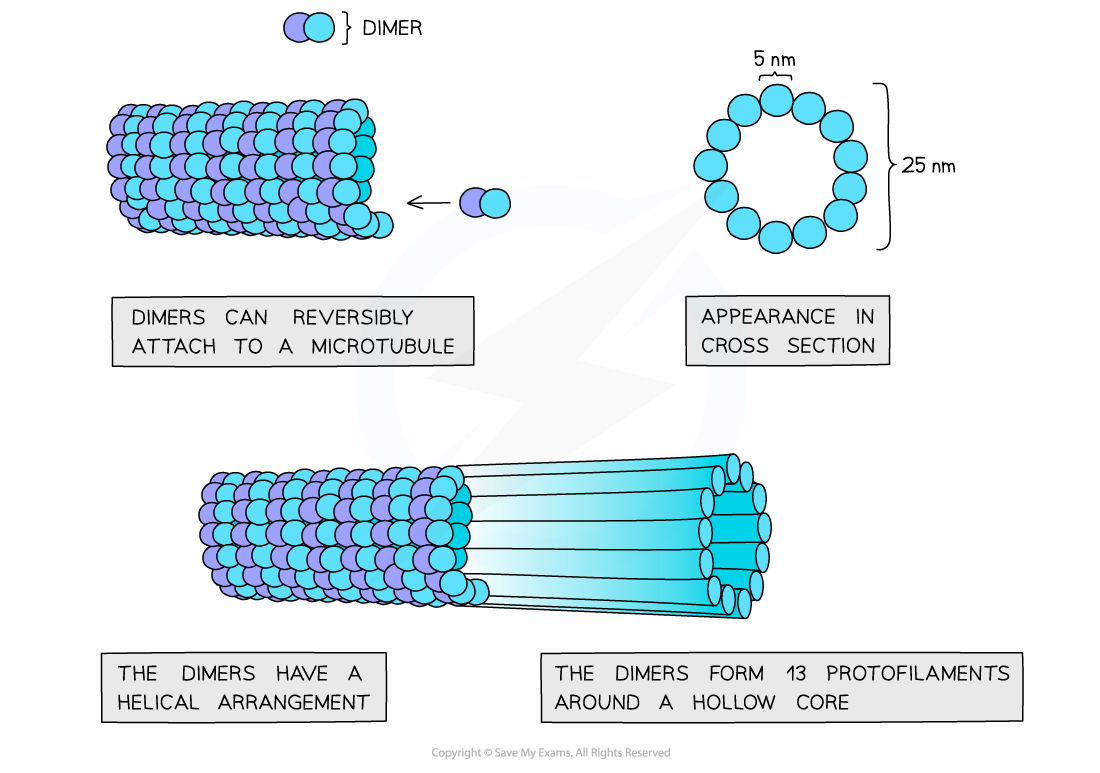 <p>What is the structure of the microtubules?</p>