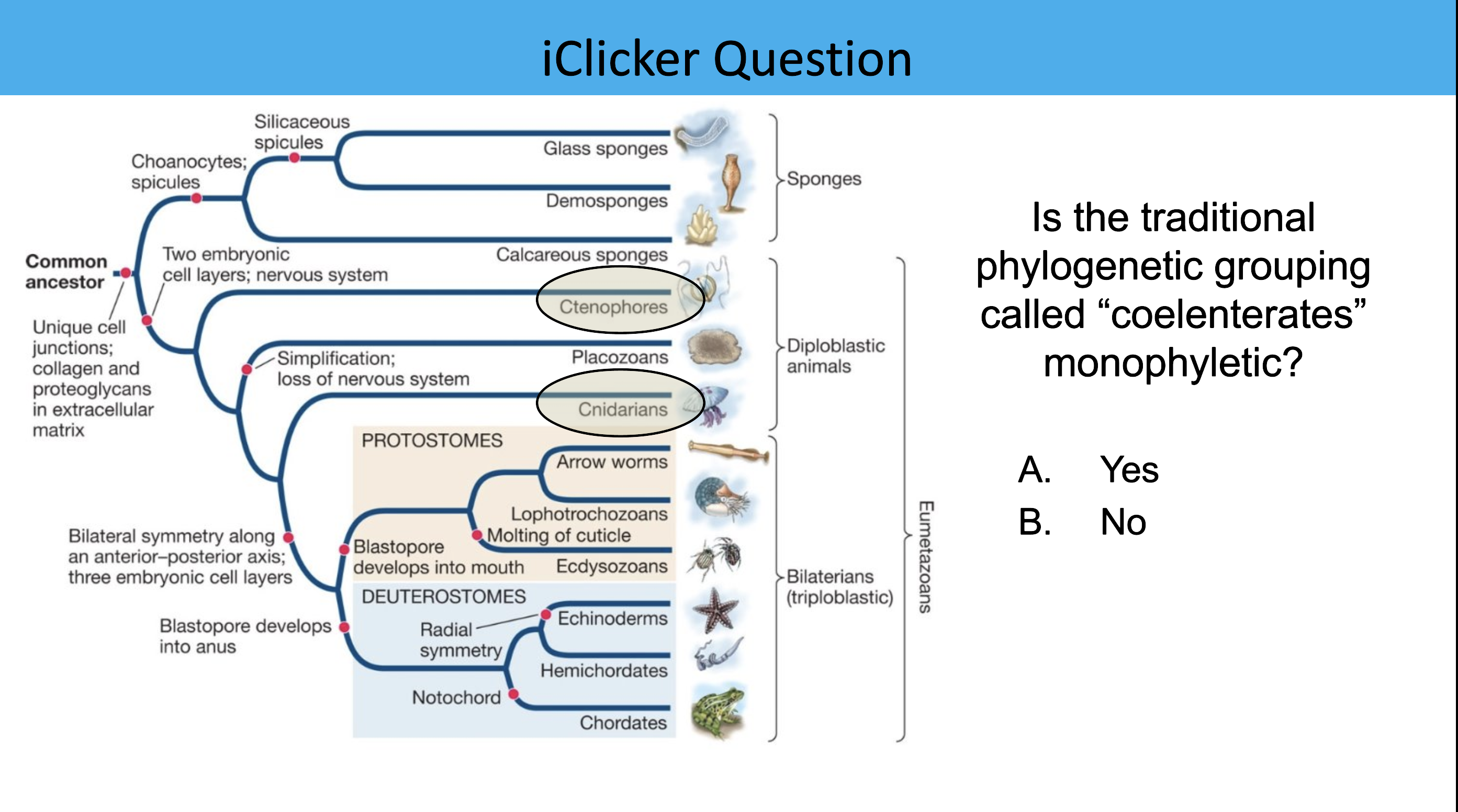 <p>Is the traditional phylogenetic grouping called “coelenterates” monophyletic?</p>