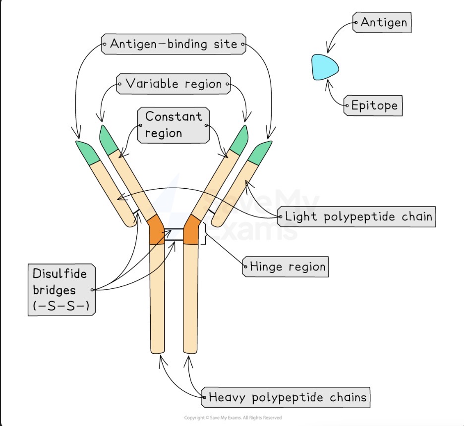 <ul><li><p>variable region: containing antigen binding site which is complimentary to antigen</p></li><li><p>constant region: stem which allows binding to receptors on immune system cells - phagocytes</p></li><li><p>hinge region: allows flexibility when antibody binds to antigen</p></li><li><p>2 heavy and 2 light polypeptide chains </p></li><li><p>constant region has same 1° as they all have same function but variable region has different 1°, 2°, and 3° as they are specific to different antigens</p></li></ul><p></p><p></p>