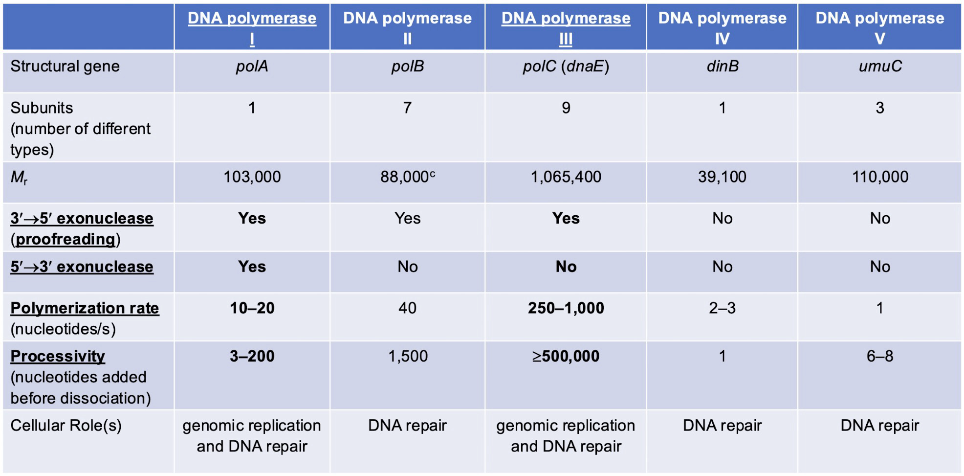 <p>3’ → 5’ exonuclease serves as a proofreader in bacteria</p><p>Polymerization rate is how fast it catalyzes nt addition</p><p>Processivity is how many nt it adds before dissociating</p><p><strong>DNA polymerase I:</strong> Has both 3’ → 5‘ and 5’ → 3’ exonuclease, a polymerization rate of 10-20 nt/s and a processivity of 3-200</p><p><strong>DNA polymerase III</strong>: Only has 3’ → 5’ exonuclease, a polymerization rate of 250-1,000 nt/s and a processivity of >500,000</p><p>They both play a role in genomic replication (High-fidelity) and DNA repair. DNA pol III is the main replicator</p><p>DNA pol I is the only enzyme with 5’ → 3’ exonuclease </p>