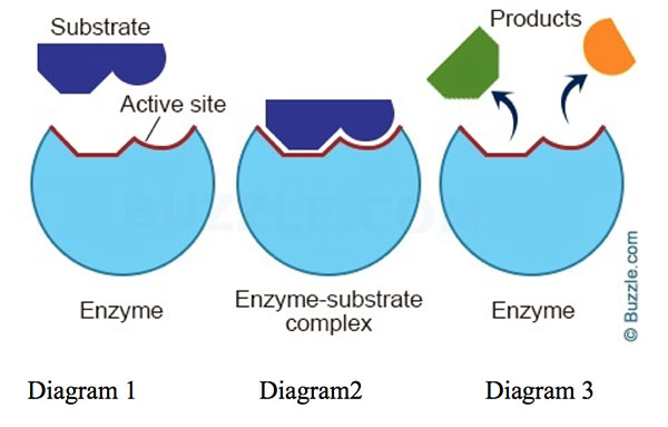 <p>Encoded for by genes</p><p>Biological catalyst (protein)</p><ul><li><p>specific for a chemical reaction; not used up in that reaction or permanently altered</p></li><li><p>acts on a specific substance or reactant, called a substrate (becomes the product)</p></li><li><p>speeds up a chemical reaction by reducing activation energy</p></li></ul><ul><li><p>enzyme + substrate = product</p></li><li><p>each catalyzes only one reaction</p></li></ul><p>The turnover number is generally 1-10,000 molecules per second</p><p></p>