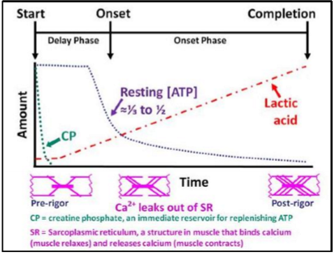 <p>Rigidity of body</p><p>Several hours after death</p><p>Caused by hydrolysis of muscle ATP → without ATP myosin molecules adhere to actin filaments → rigid muscles</p>