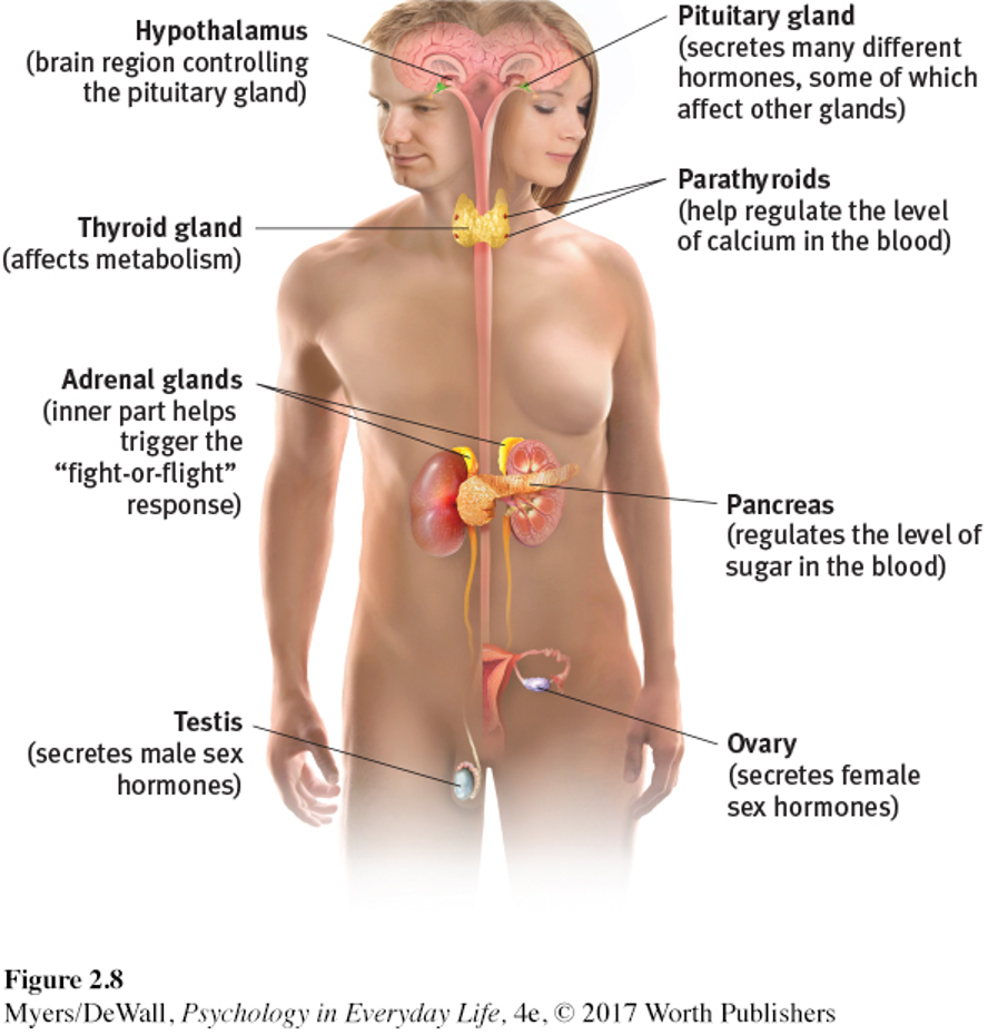 <p><span style="font-family: "Tw Cen MT";">&nbsp;The endocrine system consists of glands found throughout the body, which produce hormones.</span></p><p><span style="font-family: "Tw Cen MT";">&nbsp;Hormones are chemical messengers that travel through the bloodstream and communicate with specific target cells.</span></p><p><span style="font-family: "Tw Cen MT";">&nbsp;The effects of the endocrine system are slow, but long-lasting.</span></p>