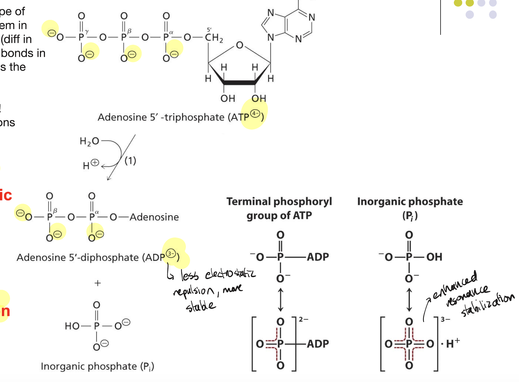 <ol><li><p>High electrostatic repulsion due to its added phosphate (-4 charge). Once hydrolyzed to ADP, loses 1 phosphate and has a -3 charge, making it more electrostatically stable and decreasing enthalpy of products. This contributes to a high change in enthalpy</p></li><li><p>ATP hydrolysis produces an inorganic phosphate, which is stablizes the products due to resonance. This decreases the enthalpy of the products and contributes to a high change in enthalpy</p></li><li><p>ATP hydrolysis turns one reactant to 3 products (ADP, water, inorganic phosphate), increasing the entropy of the system</p></li><li><p>Contains 2 phosphoanhydride bonds, which are high energy bonds that release approx -30 KJ each time they are broken</p></li></ol><p></p>