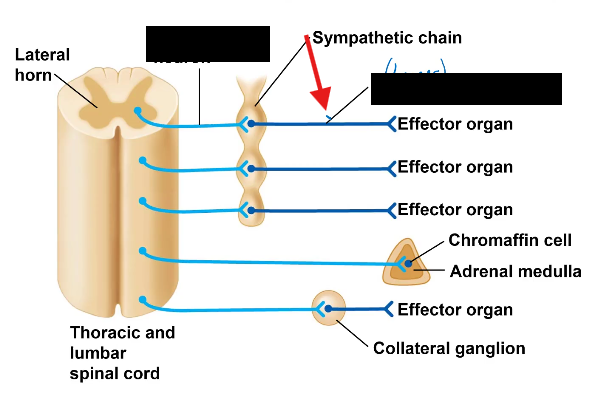 <p>what ganglia is this </p>