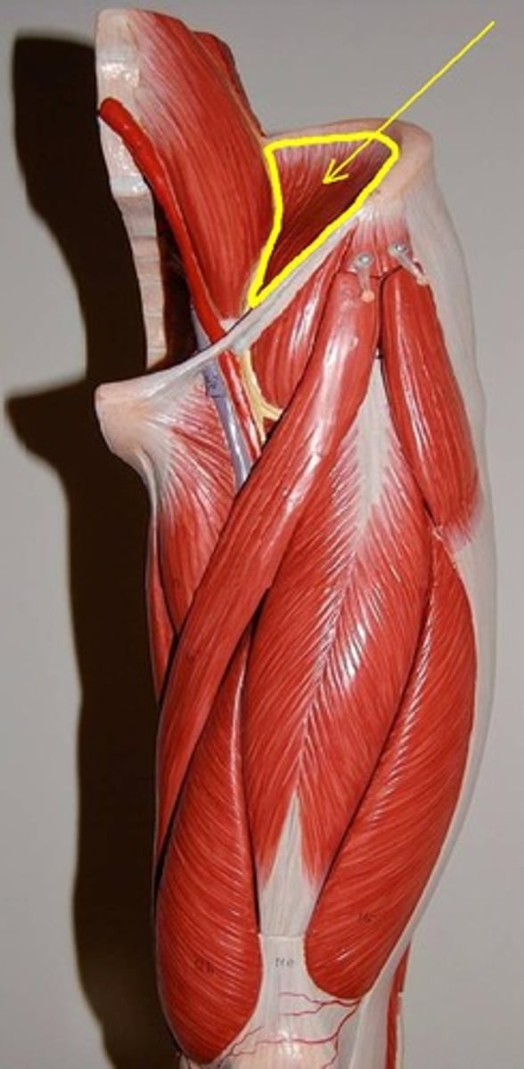 <p>hip flexion</p>