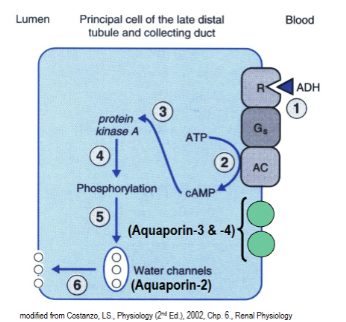 <p>released by posterior pituitary. Acts on principal and principal-like cells of the collecting duct of the nephron. Causes stimulation of aquaporin-2 water channels and causes them to be inserted into the apical (lumenal) membrane. Overall it stimulates water reabsorption.</p>