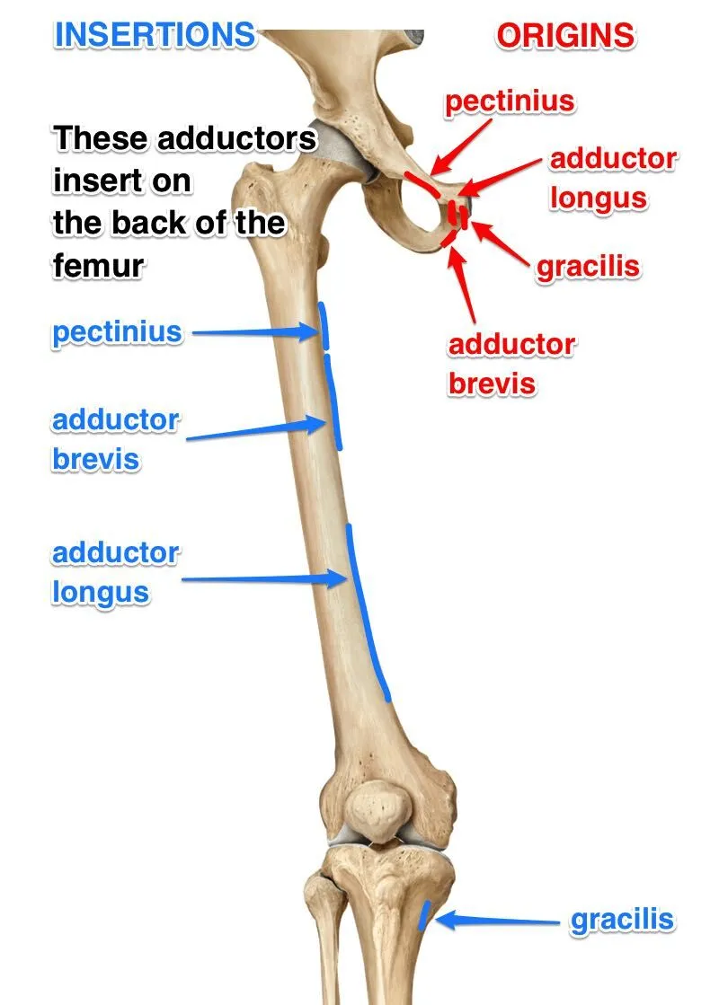 <p>shortest of adductors</p><p></p><p>Origin = pectineal line and superior ramus of pubis. Insertion = line from lesser trochanter to linea aspera. Action = adducts, flexes, and medially rotates thigh</p>