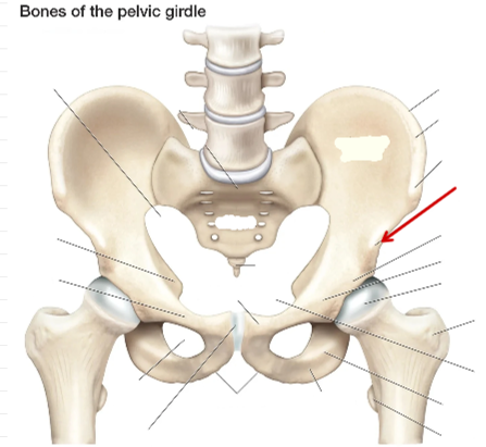 <p>Hip bone</p>