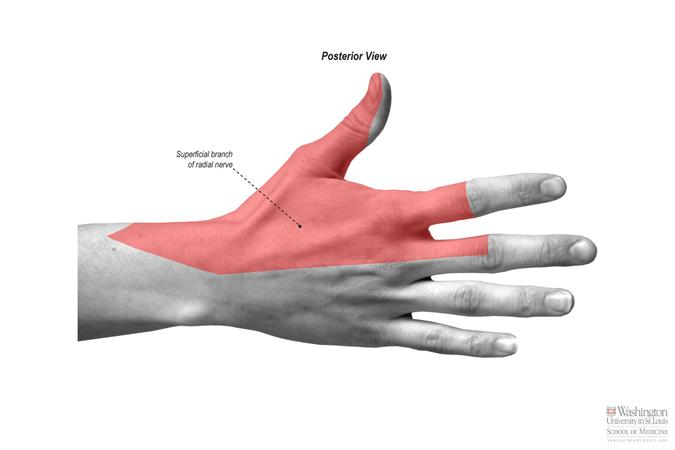 <p>posterior arm, forearm, dorsum of hand/radial side</p><p></p>