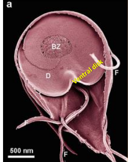 <p>Describe the Giardia spp. trophozite</p>