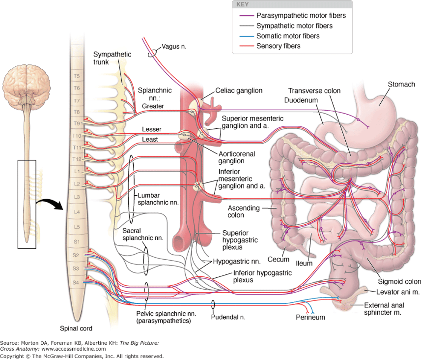 <p>superior and inferior mesenteric plexus (sympathetic afferents) and the R/L vagus nerves</p>