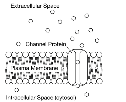 <p>Figure 1 shows a model of how a channel protein influences the movement of a particle across a cell’s plasma membrane.</p><p class="stem_paragraph">An investigator wants to understand whether a newly found membrane protein is involved in membrane transport of a certain particle. Which investigation will help determine whether the new membrane protein is a channel protein involved in membrane transport?</p><p>A) Add small nonpolar molecules to the extracellular space and measure the direction of particle movement of the molecules.</p><p>B) Measure the rate of extracellular fluid movement into the intracellular space.</p><p>C) Add more of the proteins to the plasma membrane and measure the rate of the particle movement.</p><p>D) Remove ATP from the intracellular space and measure the rate of the particle movement into the intracellular space.</p>