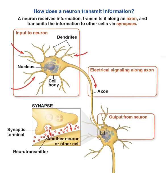 <ul><li><p>Neuron </p></li><li><p>Fundamental unit of the nervous system</p></li><li><p>Specialized to receive and transmit electrical (long distance) and chemical (short distance) signals </p></li></ul><p></p>