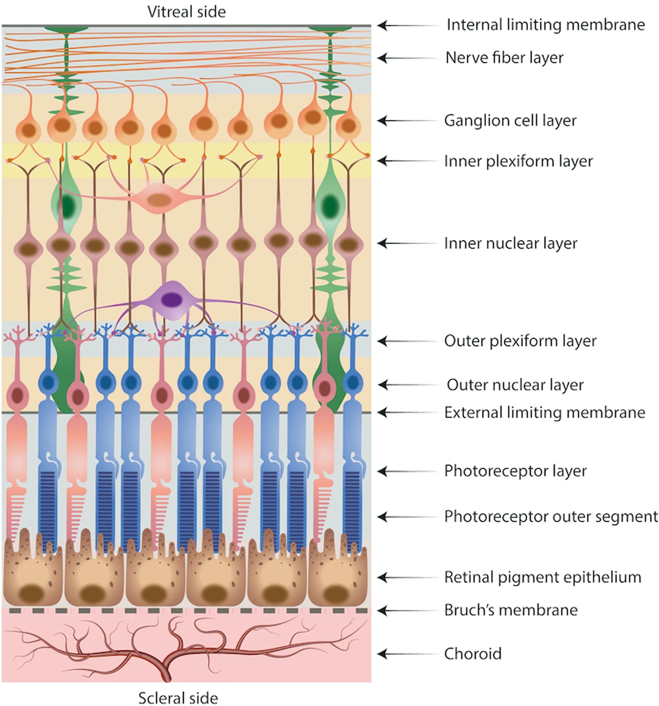 <p>Horizontal cells are located in the inner plexiform layer, where they lie between photoreceptors and bipolar cells.<br>They receive input from multiple photoreceptors and provide lateral inhibition, helping to enhance contrast and refine spatial signaling before information is passed to bipolar cells.</p>