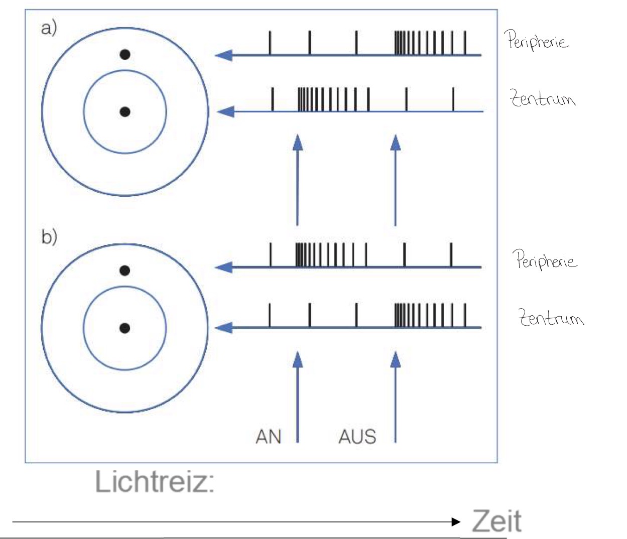 <p><span><strong>Rezeptive Felder auf der Retina</strong></span></p><ul><li><p><span>Viele Rezeptoren ca. 126 Mio. -> wenige Ganglienzellen 1 Mio.</span></p></li><li><p><span>Die Ganglienzellen zugeordneten Rezeptorzellen sind auf der Retina meist kreisförmig angeordnet, dieses Areal wird als rezessives Feld der Ganglienzellen</span></p></li><li><p><span>Rezeptive Felder bestehen meist aus einem inneren und einem äußeren kreisförmigen Areal (Zentrum und Peripherie)</span></p></li><li><p><span>Bei rezeptiven Feldern mit On-Zentrum: Ganglienzelle feuert besonders stark, wenn Rezeptorzellen im Zentrum durch Licht stimuliert werden; besonders wenig, wenn Rezeptorzellen in der Peripherie durch Licht stimuliert werden (bei rezeptiven Feldern mit Off-Zentrum genau umgekehrt)</span></p></li><li><p><span>Die rezeptiven Felder verschiedener Ganglienzellen überlappen sich stark</span></p></li><li><p><span>Durch diesen anatomischen Aufbau wird der Mechanismus der lateralen Inhibition ermöglicht, welcher z.B. bei der Hell-Dunkel-Wahrnehmung eine Rolle spielt</span></p></li></ul><p></p>