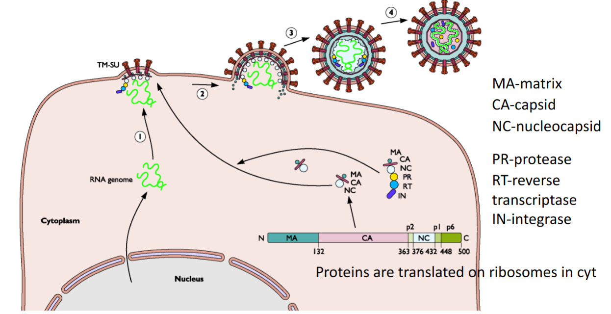 <ol><li><p>Secreted or <strong><u>Transmembrane</u></strong> proteins = made on the <strong><em><u>rough ER</u></em></strong></p></li><li><p>Other viral proteins eg. RTase, Protease + Integrase = translated on <strong><u>ribosomes</u></strong><em> </em>in the Cytoplasm</p></li></ol><p></p>