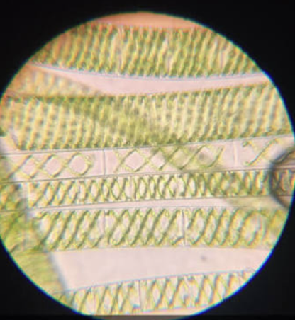 term image