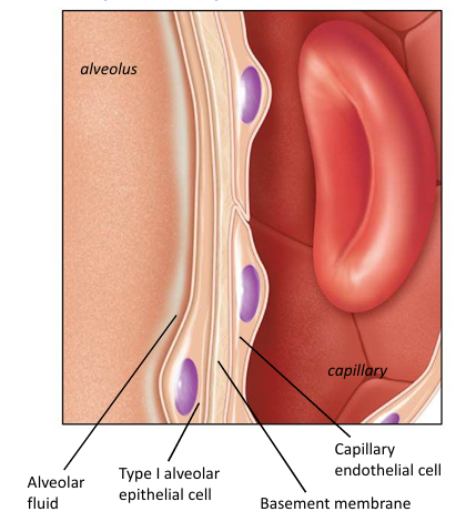 Type I alveolar cell, fused basement membrane, capillary endothelial cell