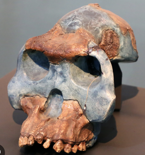 <ul><li><p>small brain (450cc)</p></li><li><p>large teeth (premolars and molars)</p></li><li><p>forward-projecting face</p></li><li><p>curved phalanges (toes)</p></li><li><p>long legs (human like)</p></li></ul><p></p>