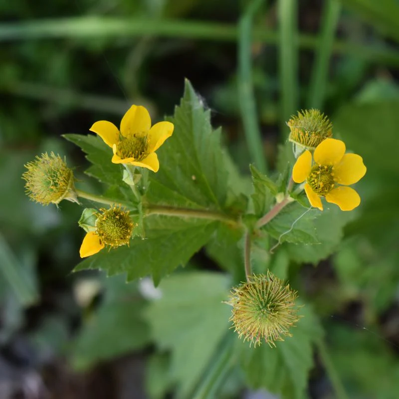 <p>Amerikansk nejlikrot   (Rosaceae) (Får de bruna fröställningarna när den blommat över)</p>