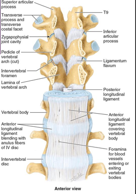 <ul><li><p><span style="font-family: "Century Gothic";">Strong, <strong>broad </strong>fibrous band</span></p></li><li><p><span style="font-family: "Century Gothic";">On anterior surface of vertebral column</span></p></li><li><p><span style="font-family: "Century Gothic";">Attaches to the <strong>vertebral bodies and intervertebral discs</strong></span></p></li><li><p><strong>Extends from sacrum to C1 and occipital bone</strong></p></li><li><p><strong>Maintain stability</strong> of the joints between the vertebral bodies</p></li><li><p><span style="color: red;"><strong>Prevents hyperextension</strong></span> of vertebra column</p></li><li><p><span style="color: red;"><strong><u>ONLY</u></strong></span><strong> ligament that</strong><span style="color: red;"><strong> limits extension</strong></span></p></li></ul><p></p>