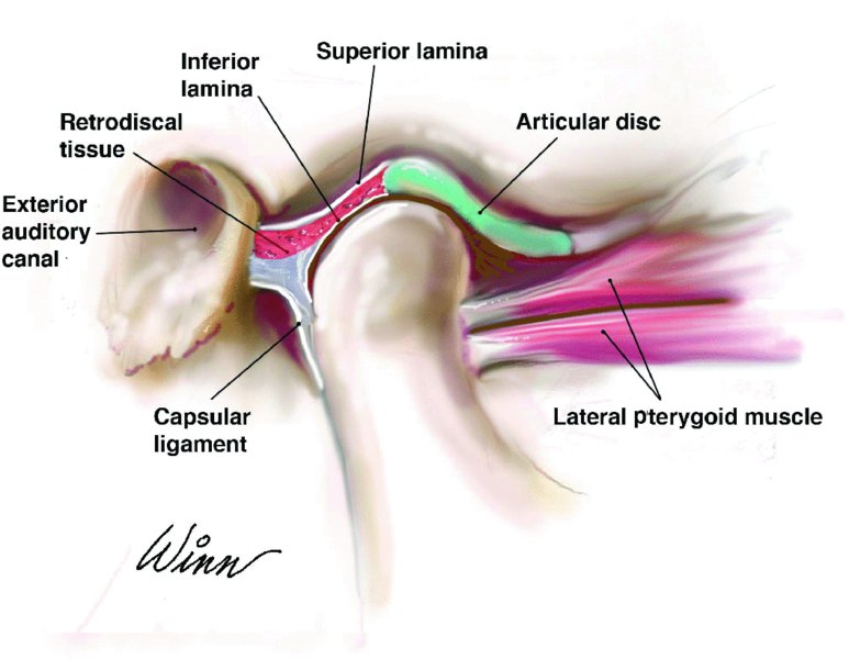 <p>Articular disc</p>