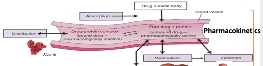 <p>metabolism= liver excretion= kidney </p>