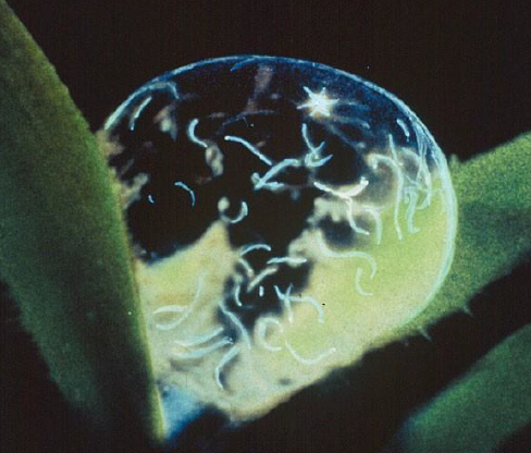 <p>Name this class of nematodes (includes the majority of parasitic nematodes)</p>