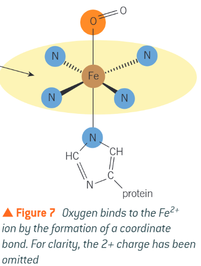 <ul><li><p>Haemoglobin forms oxyhaemoglobin with oxygen and releases it when it is needed, this can form because of the Fe<sup>2+</sup><sub><sup> </sup></sub>ion that binds to O<sub>2</sub>, CO<sub>2</sub> can also bind with haemoglobin and is exhaled when carried back to lungs</p></li><li><p>A ligand substitution occurs when carbon monoxide binds to haemoglobin replacing oxygen and binds more strongly, to form carboxyhaemoglobin. The bond is so strong it is irreversible so if conc. of carboxyhaemoglobin gets too high it limits oxygen transport and can lead to death</p></li></ul><p></p>