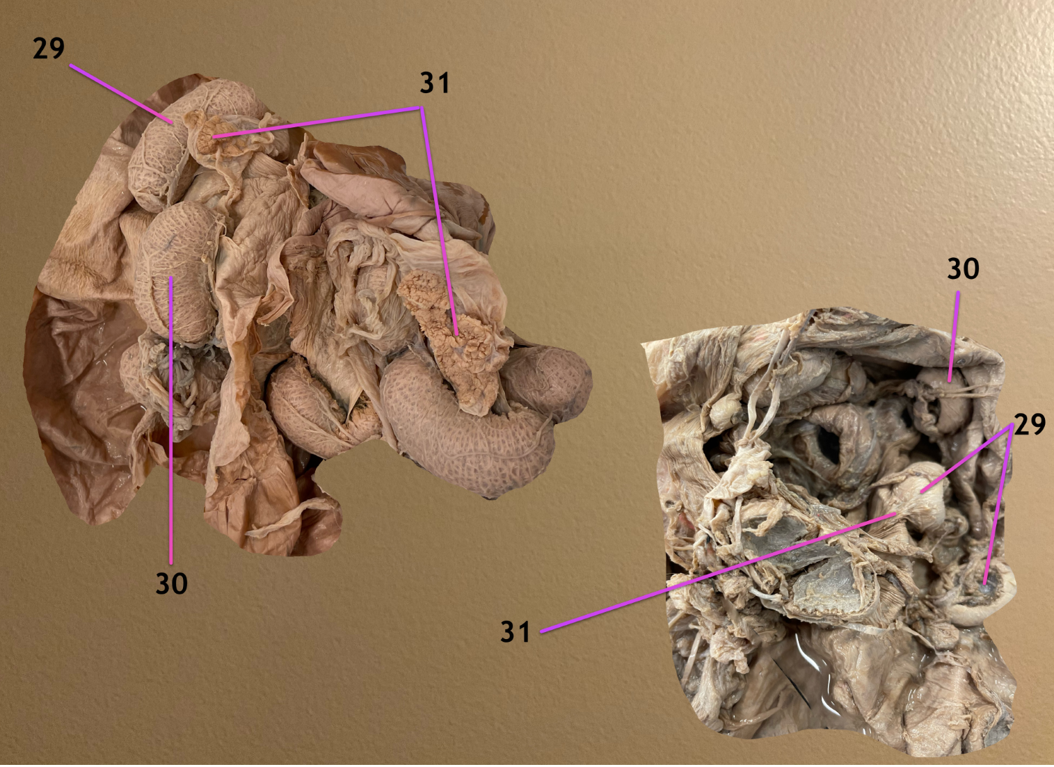 <p>view of placentas</p><p>.</p><p>label 29-31</p><p>.</p><p>which species do the left &amp; rt belong to </p>