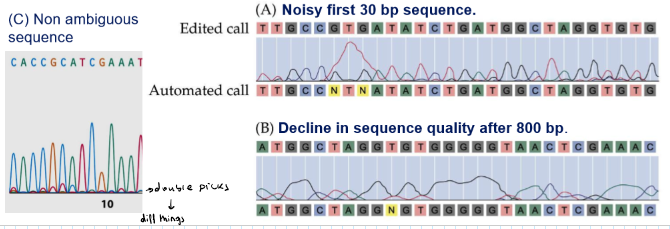 <p>It is a software that detects which base represents each peak of the chromatogram → transforms chromatogram to a DNA sequence</p><p>The software looks at:</p><ul><li><p>Distance between peaks</p></li><li><p>Local minima (where one peak ends and another begins)</p></li><li><p>Peak assignment</p></li><li><p>Identify double peaks → it can mean lot of things, e.g. SNPs</p></li></ul><p>It defines a quality score for each position (error rate accepted 0,01)</p><p>You have to eliminate the first 30 bp (lots of noise) and you have to remove after 800 bp (there is a decline in quality)</p>
