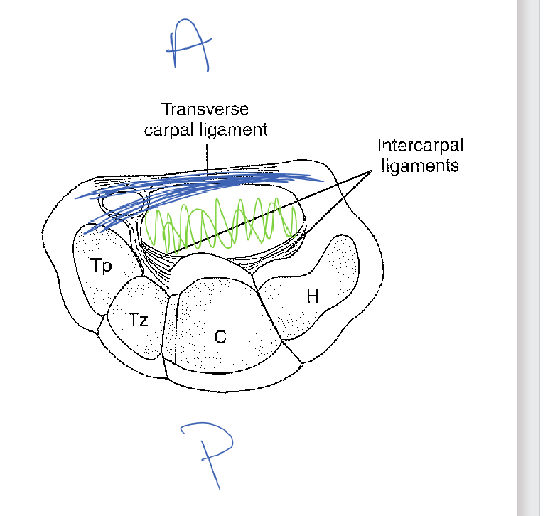 <ul><li><p>A large, fibrous ligament stretches over the volar side of the wrist—<strong>transverse carpal ligament</strong> or <strong>flexor retinaculum</strong></p></li></ul><p></p><ul><li><p>Forms a tunnel with the carpals <strong>(carpal tunnel)</strong> through which tendons pass</p></li></ul><p></p>