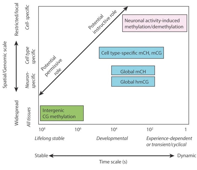 <p>According to the "Big Picture" schematic, what is the relationship between <strong>methylation patterns</strong> and neurons?</p>