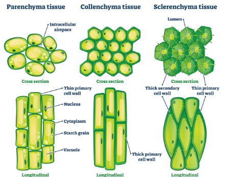 <p>when parenchyma cells aggregate to form simple tissues. <u>Can be:</u></p><ul><li><p><strong>cortex and pith</strong></p><ul><li><p>serve as storage and support purposes (ground tissue)</p></li></ul></li><li><p><strong>mesophyll</strong></p><ul><li><p>can serve a photosynthetic (palisade) and regulatory (spongy) role in leaves.</p></li></ul></li></ul><p></p>