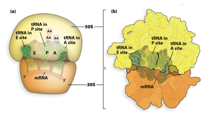 <p>Ribosome: P site</p>